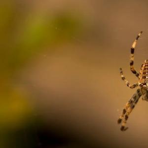 British Man Survives Flesh-Eating Disease After Deadly Spider Bite