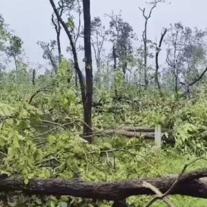 Devastating Tornado Uproots Over 100,000 Trees in Telangana’s Medaram-Tadwai Forest Area