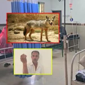 Jackal Attacks in Madhya Pradesh: Two Injured in Sehore District as Authorities Urge Caution