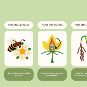 The Significance of Pollinators in Global Food Production