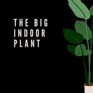 Indoor Plant Care