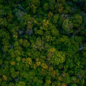 Forest Conservation and Restoration: Preserving Nature's Lifeline