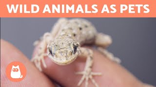WILD ANIMALS AS PETS 🐺 Is it OK to Keep Exotic Anim