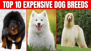 Top 10 expensive dog breeds