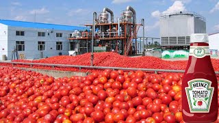 How Tomato Ketchup Is Made | Tomato Harvesting And Processing to Ketchup | Food Factory