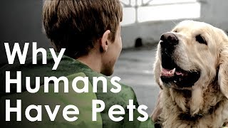 What Pets Teach Us About Life - Why Humans Like Having 
