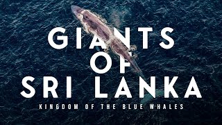 Kalpitiya: The Blue Whale Hotspot You NEED to Visit in Sri Lanka
