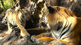 Tiger Cub Meets Her Father for the First Time  4K UHD 