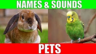Learn Names of Pets for Kids - Pet Animal Names and Sou
