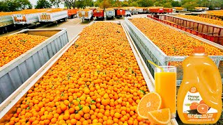 How Orange Juice Is Made In Factory  Fresh Orange Juic