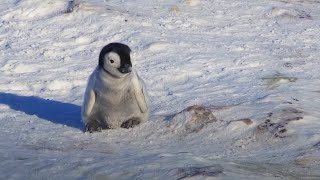 Baby Penguin Tries To Make Friends  Snow Chick A Peng