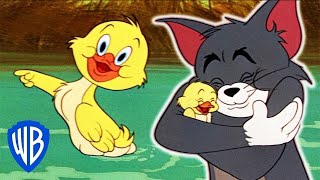 Tom & Jerry em Português  O Melhor do Patinho  Compi