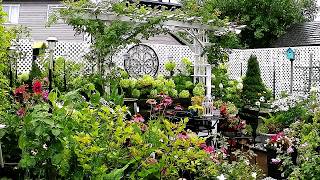 Relaxing rain sound in our tiny backyard garden | asmr #garden #flowers #new #rain #asmr #nature