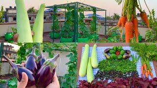 Massive Harvesting Of Pure Organic Veggies From My Terr