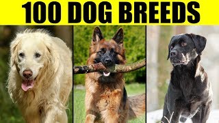 Dog Breeds - List of 100 Most Popular Dog Breeds in the